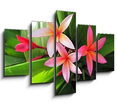 Obraz ptidln 5D - 150 x 100 cm F_GB23491751 - Plumeria flowers