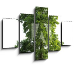 Obraz   Tree isolated, 150 x 100 cm