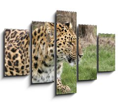 Obraz ptidln 5D - 150 x 100 cm F_GB2526283 - leopard