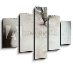 Obraz   4 month old ragdoll kitten in colour, 150 x 100 cm