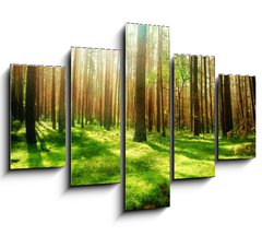 Obraz   Misty Old Forest, 150 x 100 cm