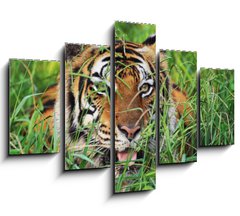 Obraz ptidln 5D - 150 x 100 cm F_GB25950312 - Bengal Tiger