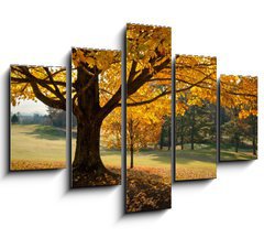 Obraz ptidln 5D - 150 x 100 cm F_GB27306189 - Golden Fall Foliage Autumn Yellow Maple Tree on golf course - Zlat podzimn list Podzimn lut javorov strom na golfovm hiti