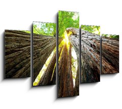 Obraz 5D ptidln - 150 x 100 cm F_GB27791055 - Sequoya