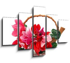 Obraz   Colourful cyclamen flowers in the basket, 150 x 100 cm