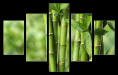 Obraz 5D ptidln - 150 x 100 cm F_GB297248139 - Beautiful green bamboo stems on blurred background