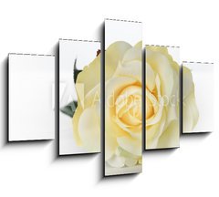 Obraz   Single White Rose, 150 x 100 cm