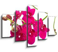 Obraz 5D ptidln - 150 x 100 cm F_GB30847359 - orchidea su sfondo bianco