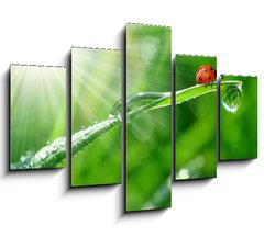 Obraz 5D ptidln - 150 x 100 cm F_GB30860001 - fresh morning dew and ladybird
