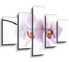 Obraz 5D ptidln - 150 x 100 cm F_GB30876639 - pink spotted  orchids isolated on white background