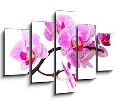 Obraz   isolated orchid, 150 x 100 cm