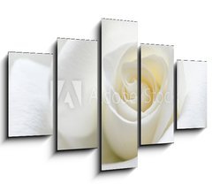Obraz 5D ptidln - 150 x 100 cm F_GB31158130 - Soft white rose