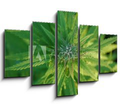 Obraz 5D ptidln - 150 x 100 cm F_GB31679944 - close up of a marijuana plant bud