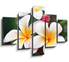 Obraz 5D ptidln - 150 x 100 cm F_GB32139814 - fleurs de frangipanier