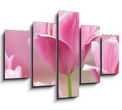 Obraz   Pink tulips close up, 150 x 100 cm