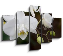 Obraz ptidln 5D - 150 x 100 cm F_GB3245135 - phalaenopsis