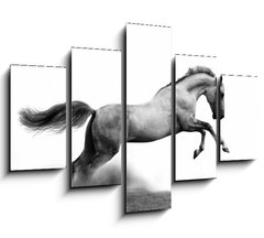 Obraz 5D ptidln - 150 x 100 cm F_GB34235049 - silver-white stallion on black