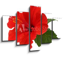 Obraz   a red hibiscus flower isolated on white background, 150 x 100 cm