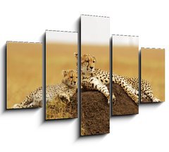 Obraz   Cheetahs on the Masai Mara in Southwestern Kenya, 150 x 100 cm