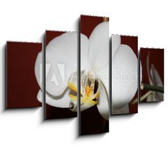 Obraz ptidln 5D - 150 x 100 cm F_GB3521109 - orchidee