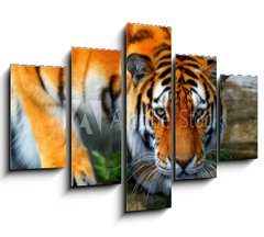 Obraz 5D ptidln - 150 x 100 cm F_GB35795097 - tiger