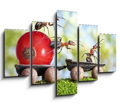 Obraz   ants deliver red currant with trailer of sunflower seeds, 150 x 100 cm
