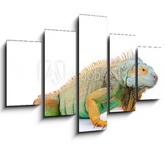 Obraz   portrait of iguana on isolated white, 150 x 100 cm