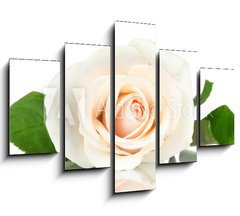 Obraz   Cream rose with leaves isolated on white, 150 x 100 cm