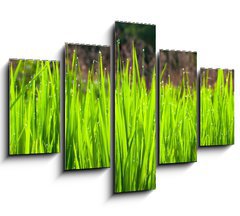 Obraz   Terraced rice fields in northern Thailand, 150 x 100 cm