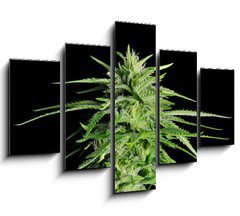 Obraz   Potent Medical Marijuana Plant, 150 x 100 cm