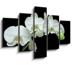 Obraz   White orchid on black background, 150 x 100 cm