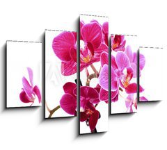 Obraz 5D ptidln - 150 x 100 cm F_GB37945049 - Mini Orchide sur fond blanc