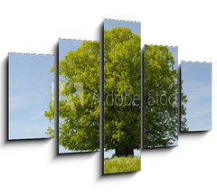Obraz 5D ptidln - 150 x 100 cm F_GB39531332 - Linde Baum