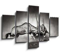 Obraz 5D ptidln - 150 x 100 cm F_GB40410948 - Gemsbok fight