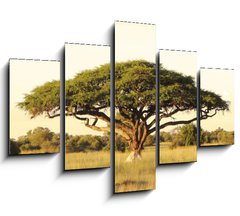Obraz 5D ptidln - 150 x 100 cm F_GB40470084 - Acacia on the African plain - Akcie na africk planin