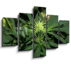 Obraz 5D ptidln - 150 x 100 cm F_GB40614796 - Cannabis Hintergrund background - Cannabis Hintergrund pozad