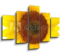 Obraz   Die perfekte Sonnenblume auf wei, 150 x 100 cm