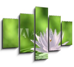 Obraz ptidln 5D - 150 x 100 cm F_GB41172939 - Floating waterlily