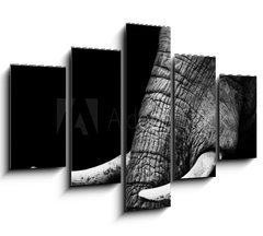 Obraz   African Elephant Close Up, 150 x 100 cm