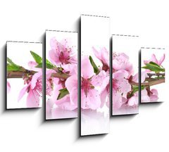 Obraz   beautiful pink peach blossom isolated on white, 150 x 100 cm
