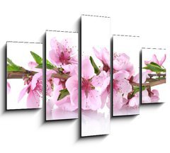 Obraz 5D ptidln - 150 x 100 cm F_GB41227262 - beautiful pink peach blossom isolated on white - krsn rov broskvov kvt izolovanch na blm