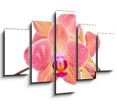 Obraz 5D ptidln - 150 x 100 cm F_GB41466229 - Pink orchid