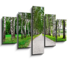 Obraz 5D ptidln - 150 x 100 cm F_GB41548015 - path in birch forest - cesta v bezovm lese