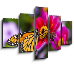 Obraz 5D ptidln - 150 x 100 cm F_GB41610783 - Monarch Butterfly