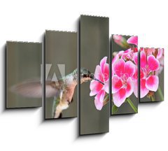 Obraz 5D ptidln - 150 x 100 cm F_GB42378614 - Hummingbird Feeding