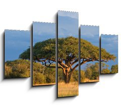 Obraz ptidln 5D - 150 x 100 cm F_GB4280552 - African Acacia tree, Hwange National Park, Zimbabwe - Africk strom akcie, nrodn park Hwange, Zimbabwe