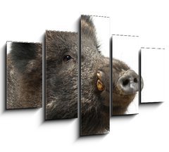 Obraz   Wild boar, also wild pig, Sus scrofa years old, 150 x 100 cm