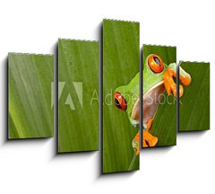 Obraz   red eyed tree frog peeping, 150 x 100 cm