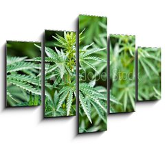 Obraz 5D ptidln - 150 x 100 cm F_GB44012668 - marijuana - marihuana