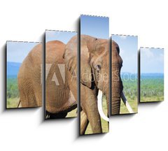 Obraz   Elephant with large tusks, 150 x 100 cm